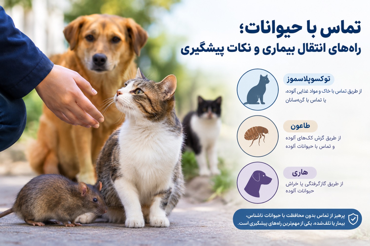 تماس با حیوانات و خطر انتقال بیماری؛نکاتی که باید بدانیم